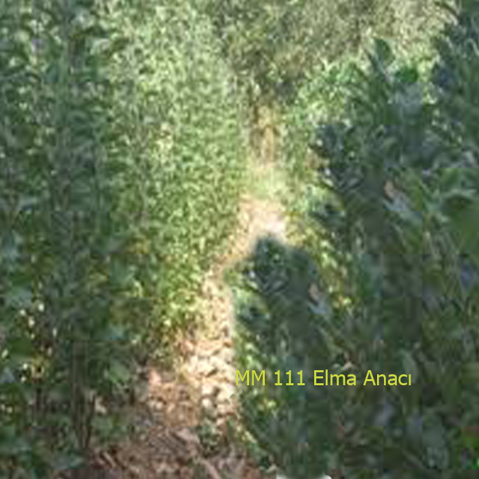 MM 111 Elma Anacı