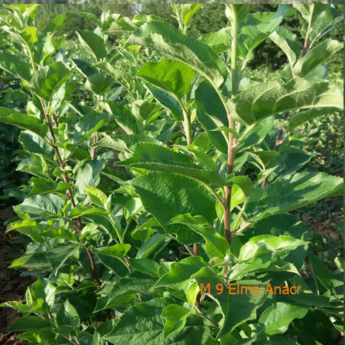 M9 Elma Anacı