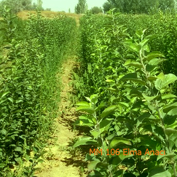 MM 106 Elma Anacı