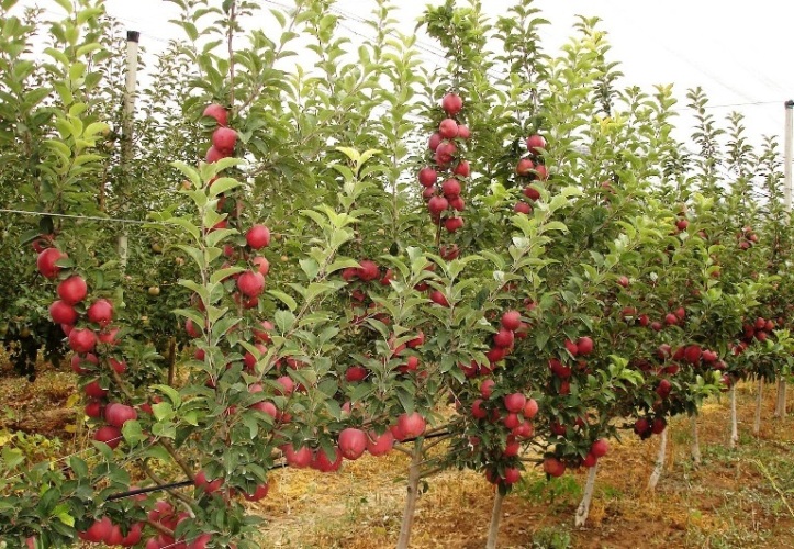 mm106 Anaçlı Elma Bahçesi