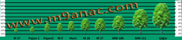 Elma Anaçları Taç Oluşumları