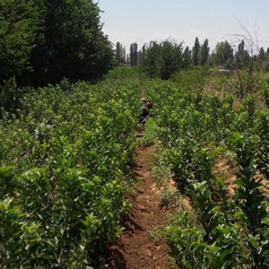 m9 uyurgöz aşı yapımı