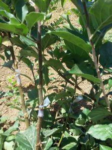 uyurgöz aşılı fidan