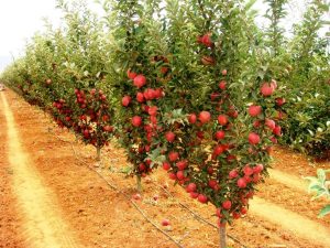 MM 106 Anaçlı Elma Bahçesi