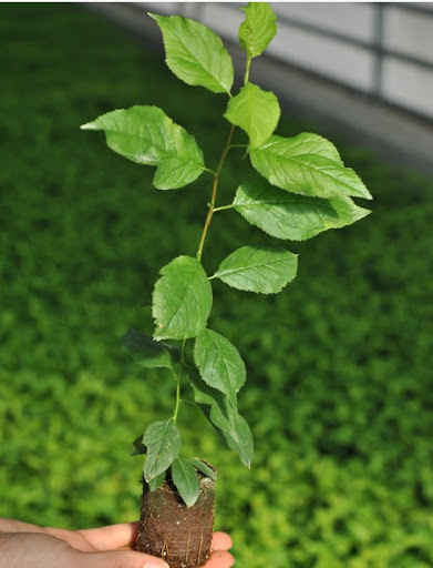 Myrobolan 29 C Anacı